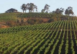 vineyard