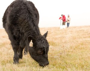 cow