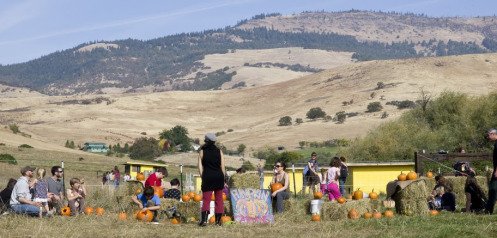 landscape pumpkins and pints