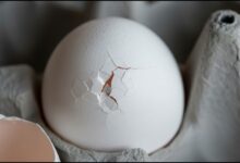 Cracked Egg