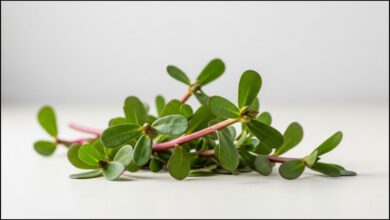 Purslane