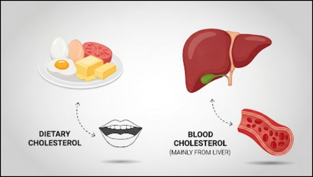 Dietary Cholesterol