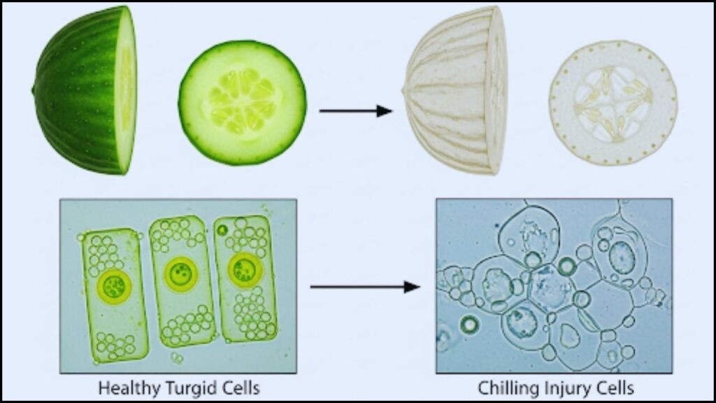 comparing cells