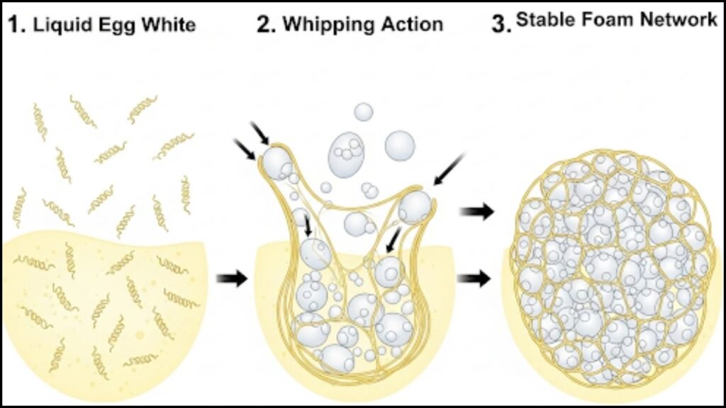 protein strands in an egg white transforming