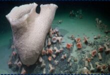 Shocking Arctic Discovery