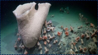 Shocking Arctic Discovery