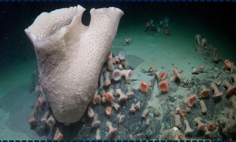 Shocking Arctic Discovery