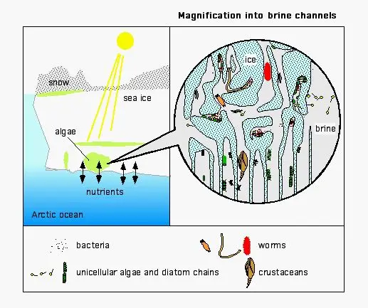 Unknown Organisms Found